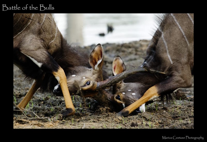 Battle of the Bulls
