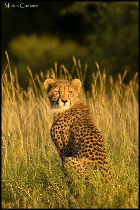 Cheetah Cub