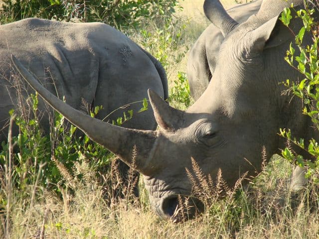 Good to be back in the bush again