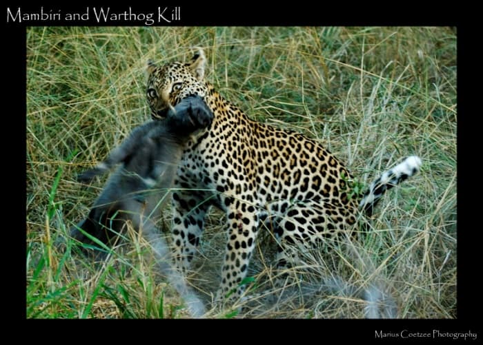 Mambiri with Warthog Kill