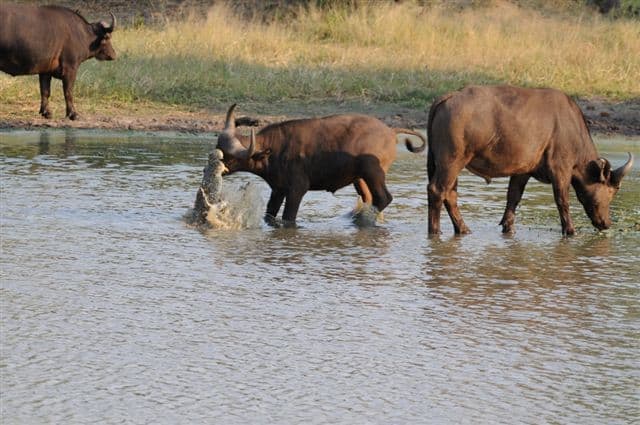 Crocodile attacking buffalo!