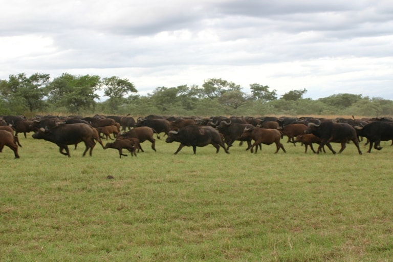 Buffalo stampeding