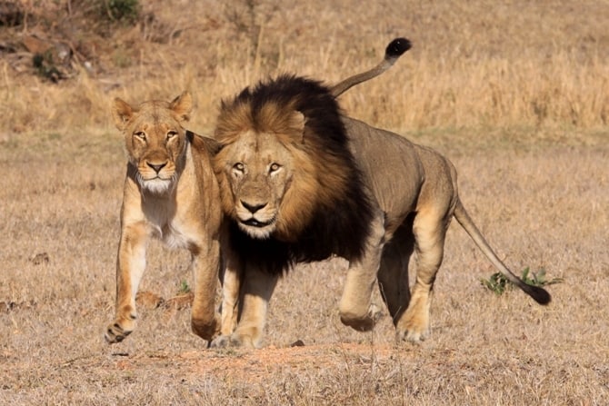 5 Incredible Facts About Lions