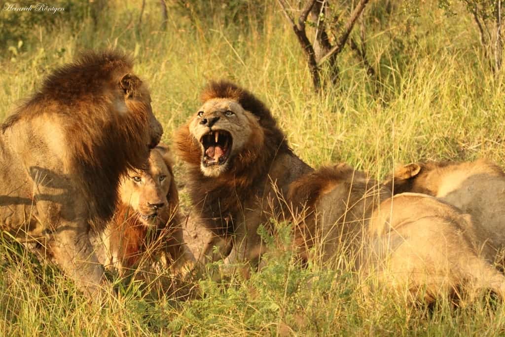 Dramatic demise of the Mapogo Coalition