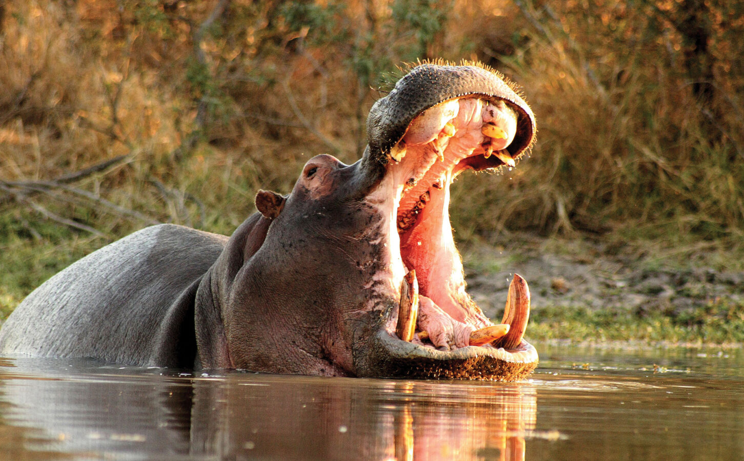 Wildlife Photography Tips | Leopard Hills Blog