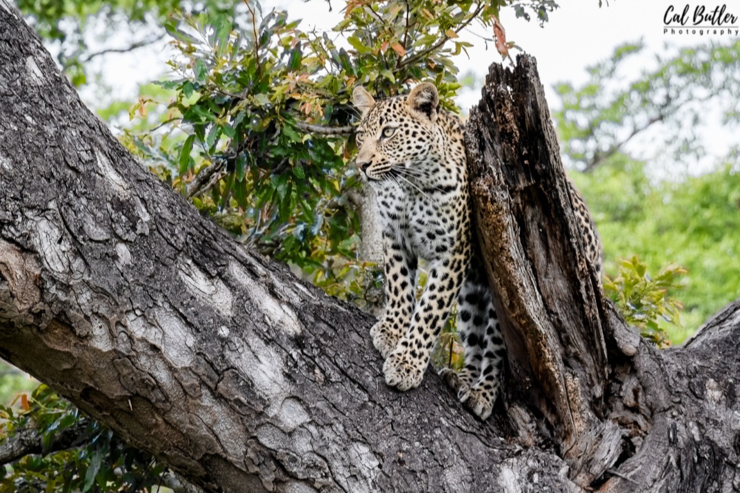 Why the Sabi Sand Produces such Frequent Leopard Sightings