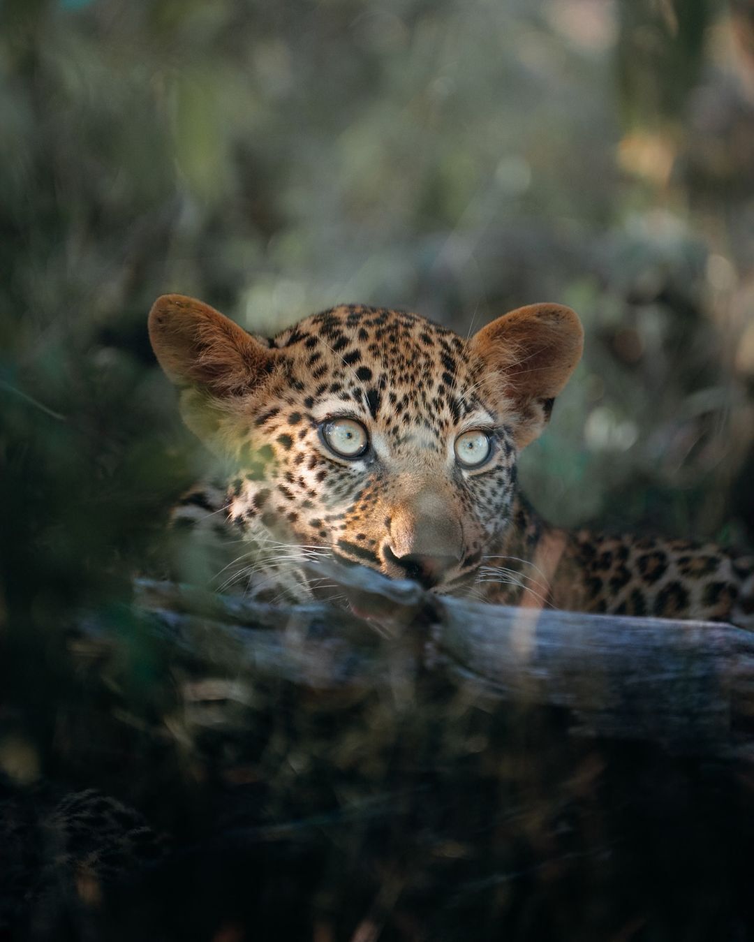 The Leopards of Sabi Sand