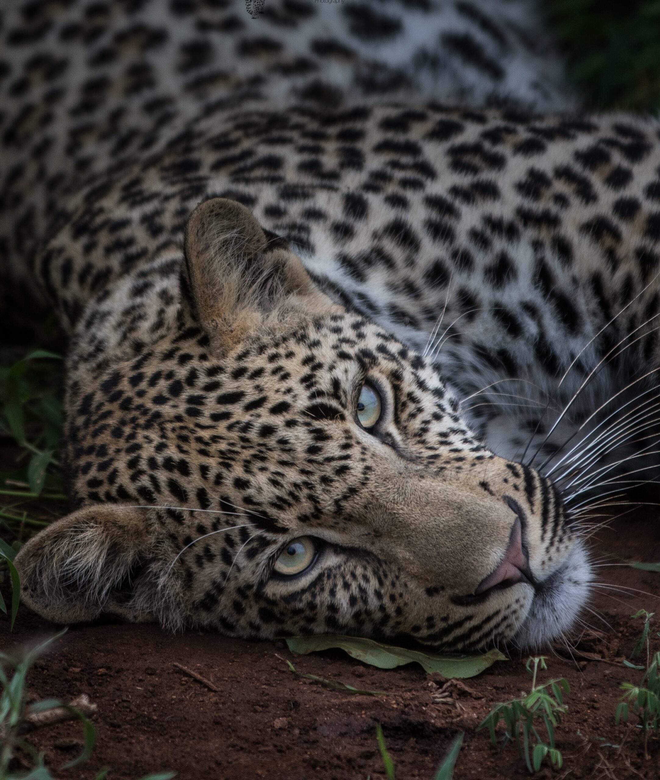 Tracking Leopards In The Sabi Sand