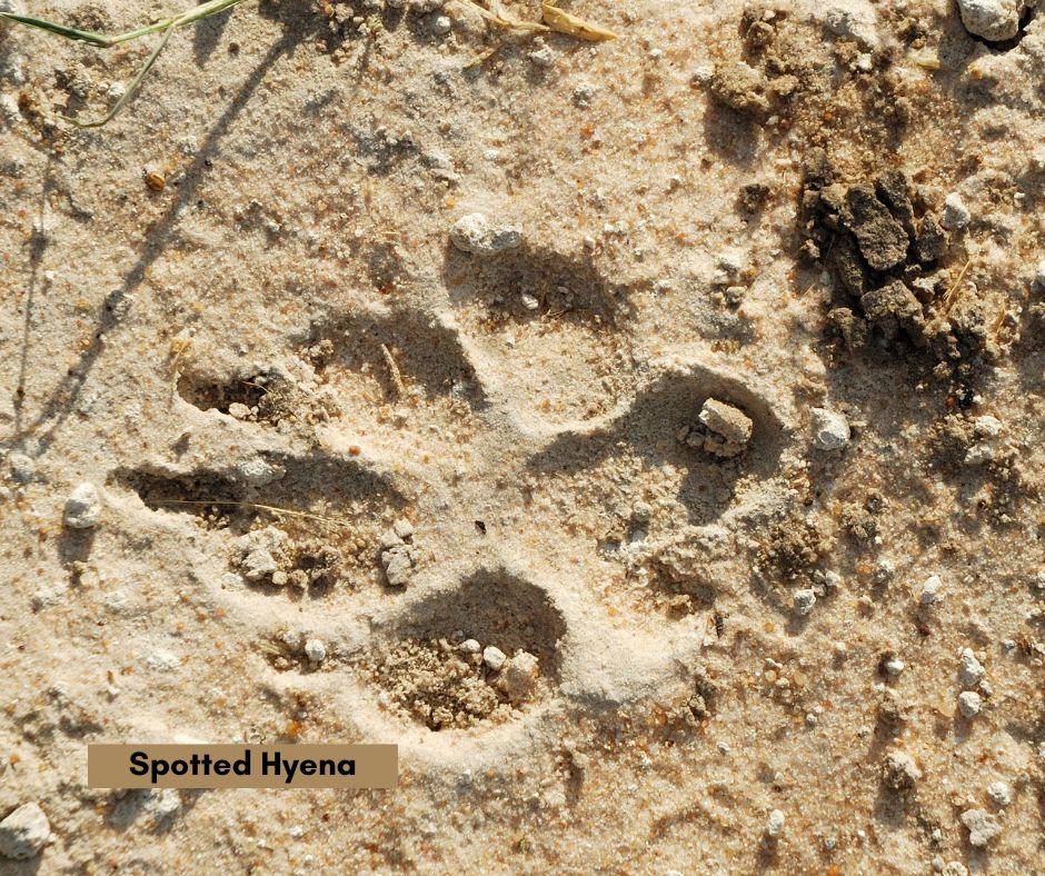Sand Tracks: Identifying Spoor on Safari