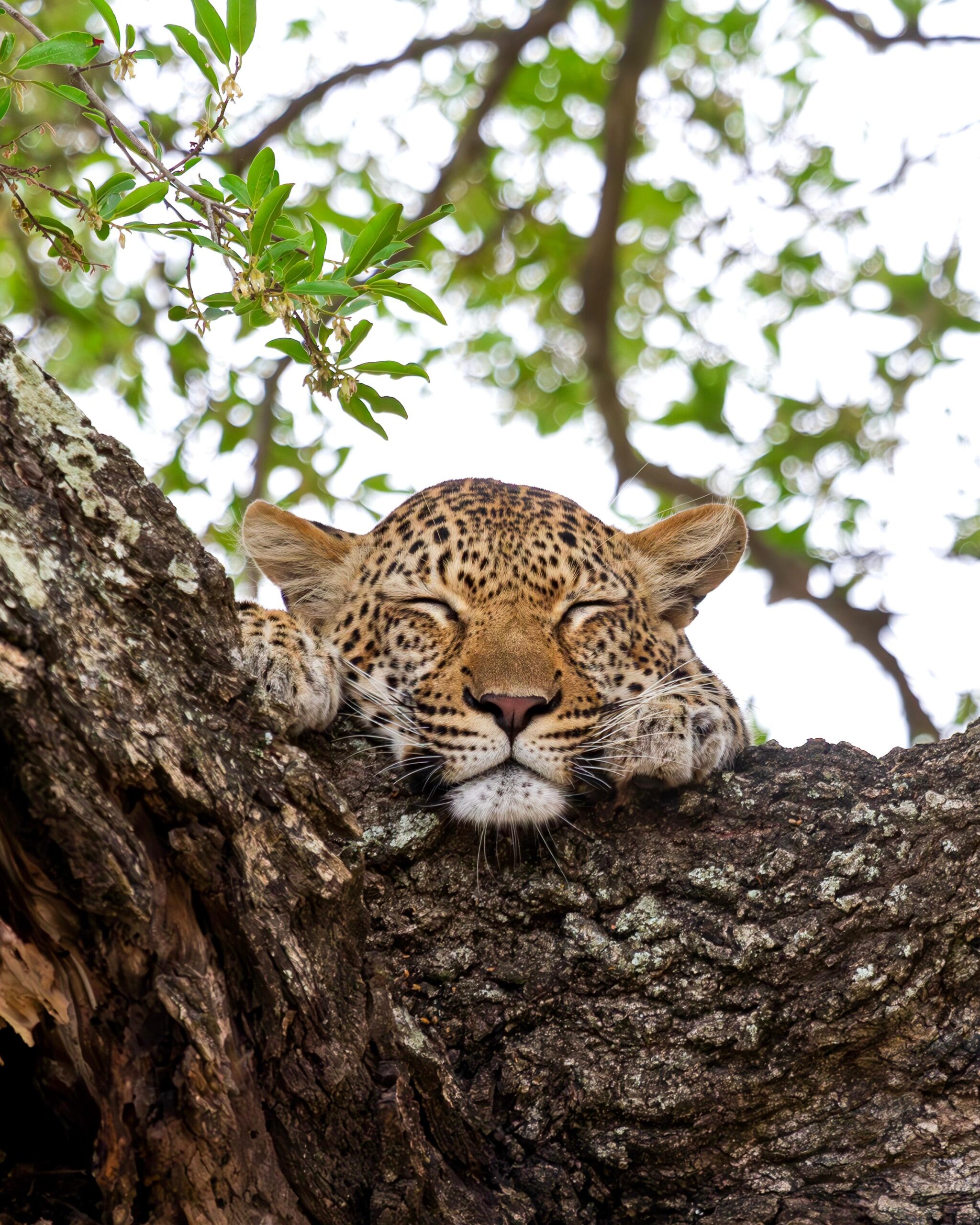 Bush Bulletin – October 2025