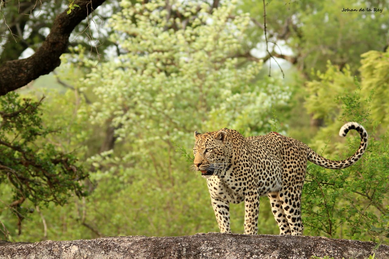 Bush Bulletin – November 2025