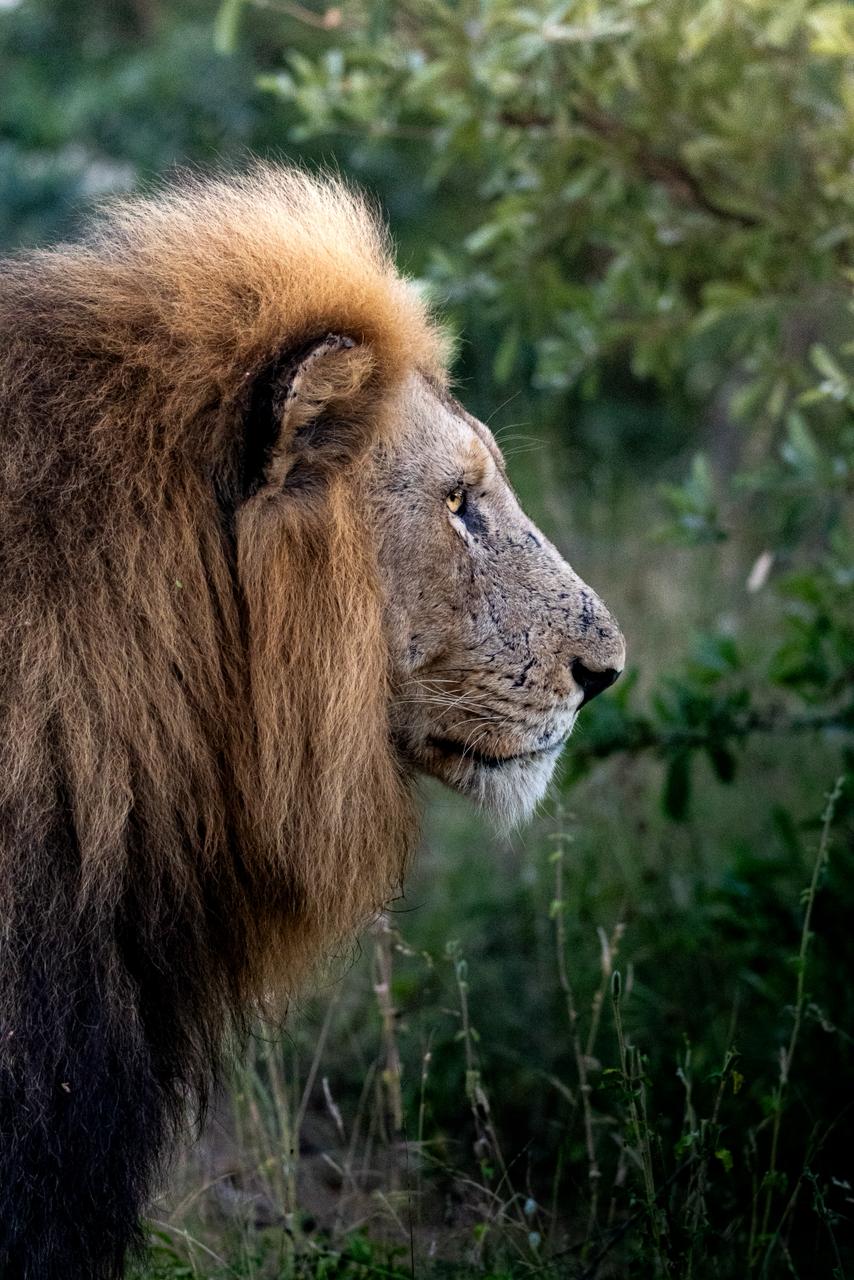 Bush Bulletin – December 2025