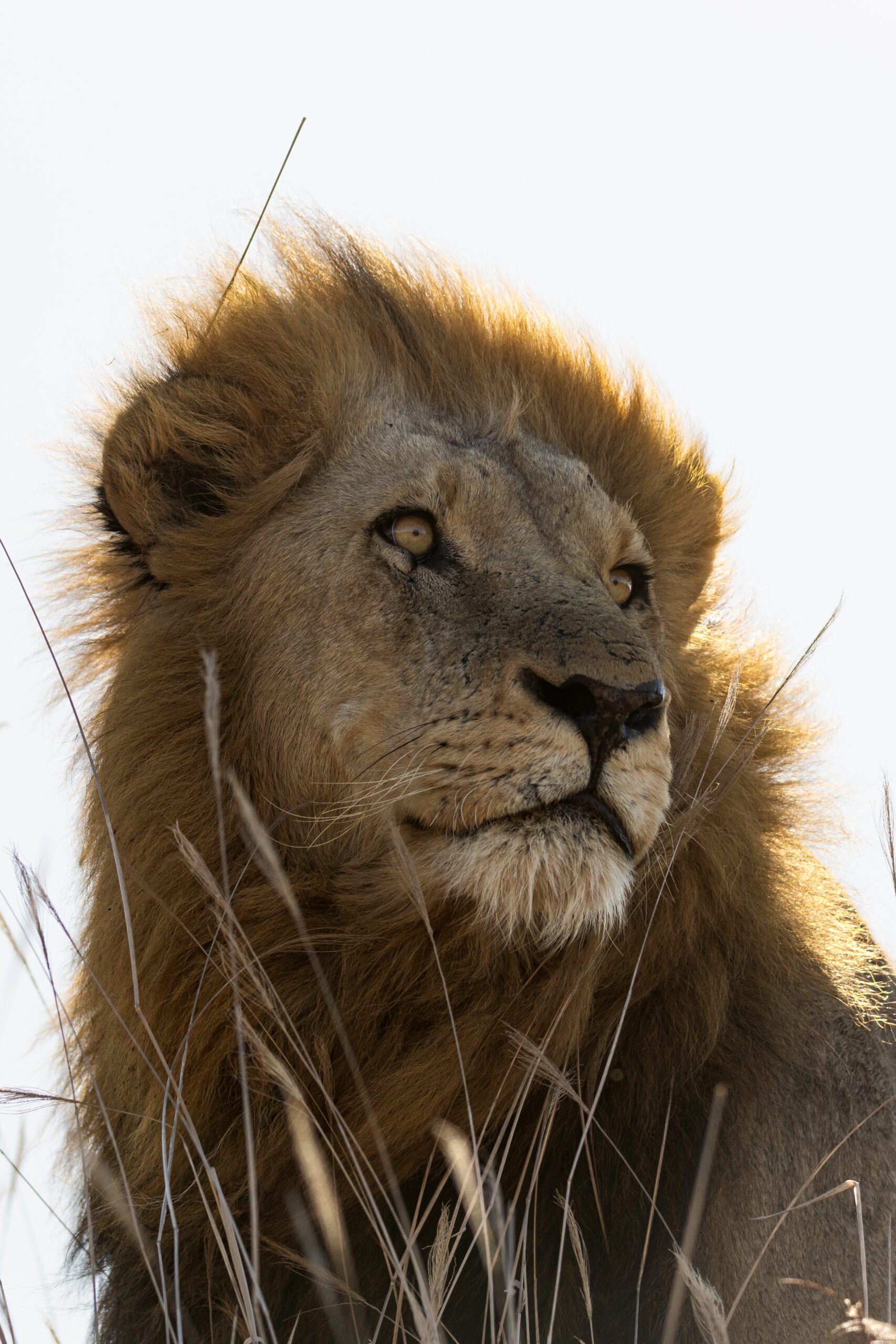 Bush Bulletin – January 2026