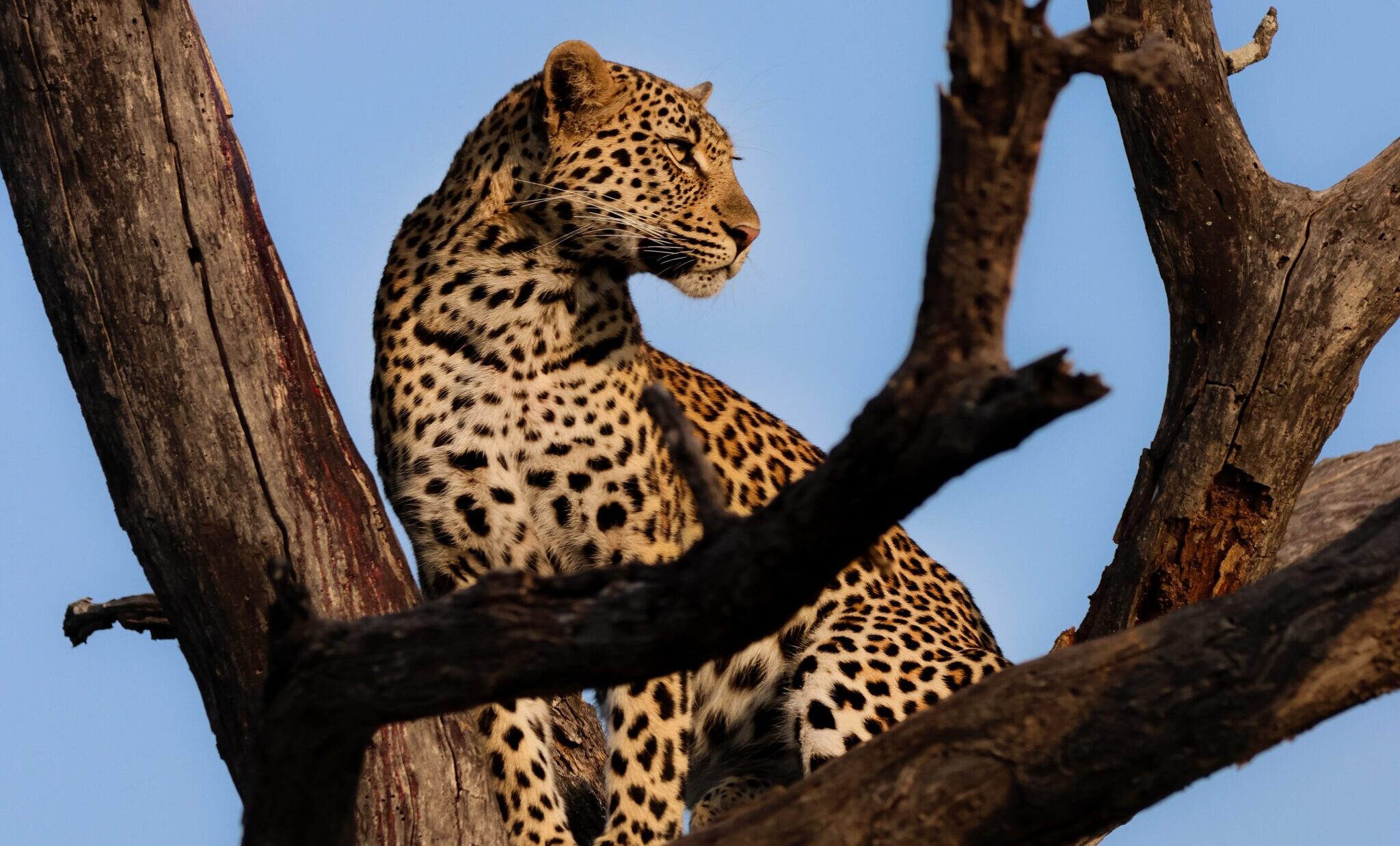 Perfect Pairs: What Courtship Rituals Reveal About the Big 5