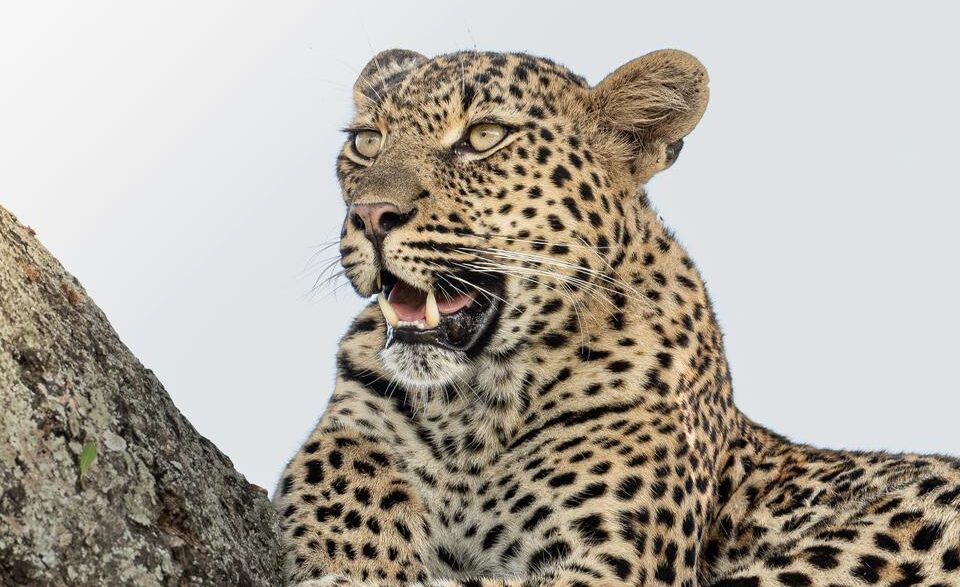 Bush Bulletin – February 2026