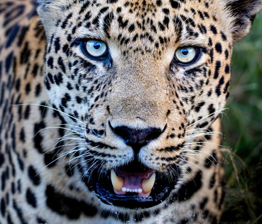 Bush Bulletin – March 2026