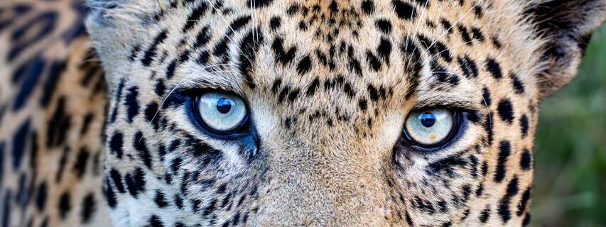 Bush Bulletin – March 2026