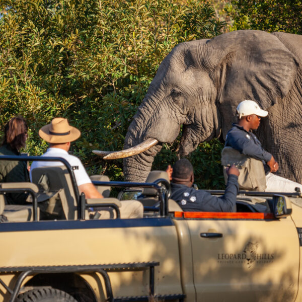 Leopard Hills guide and tracker on a game drive in the Sabi Sand, celebrating World Ranger Day